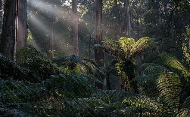 Dendenong Ranges Melbourne