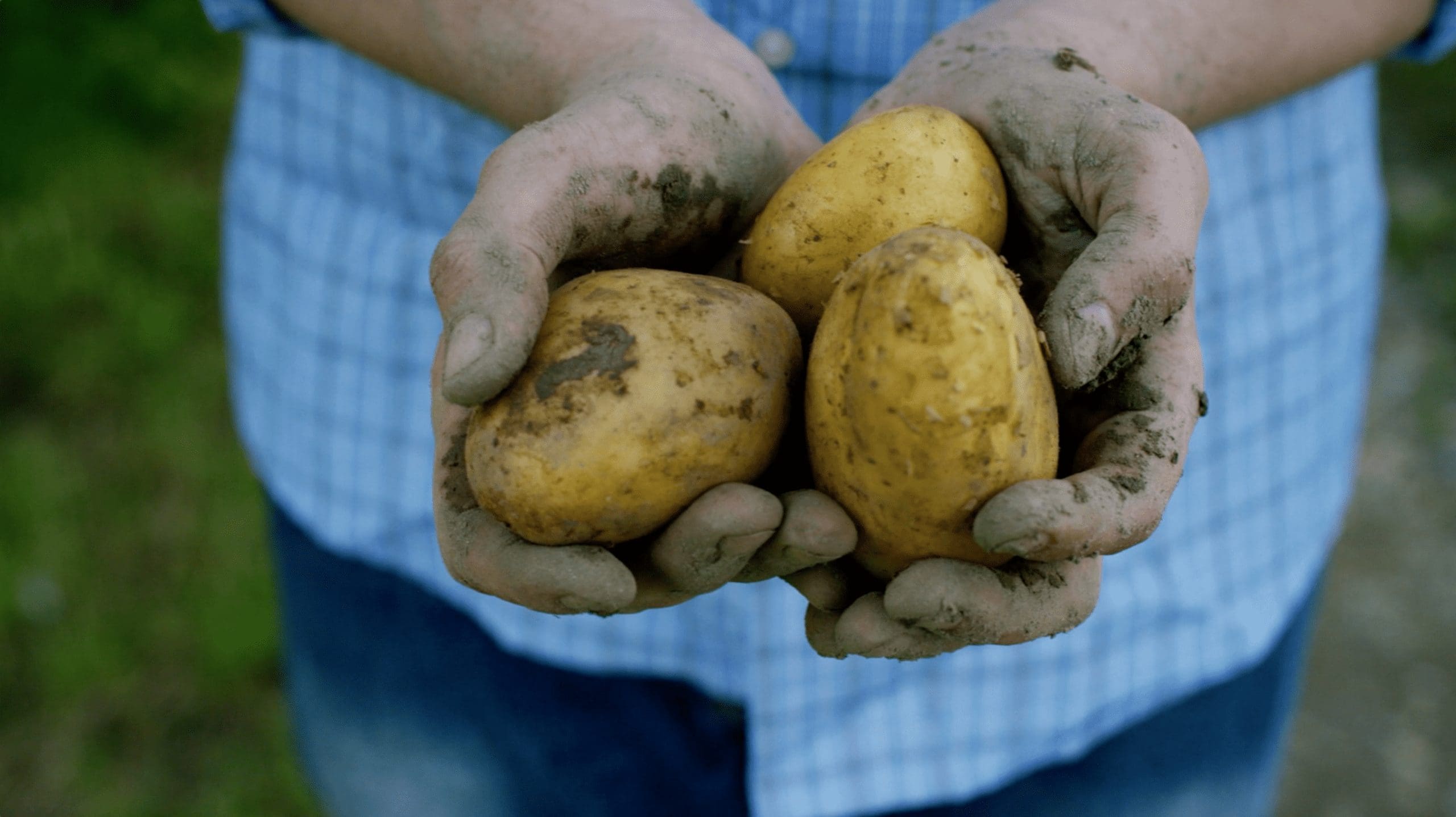 Close detail footage of freshly harvested potatoes held in muddy hands